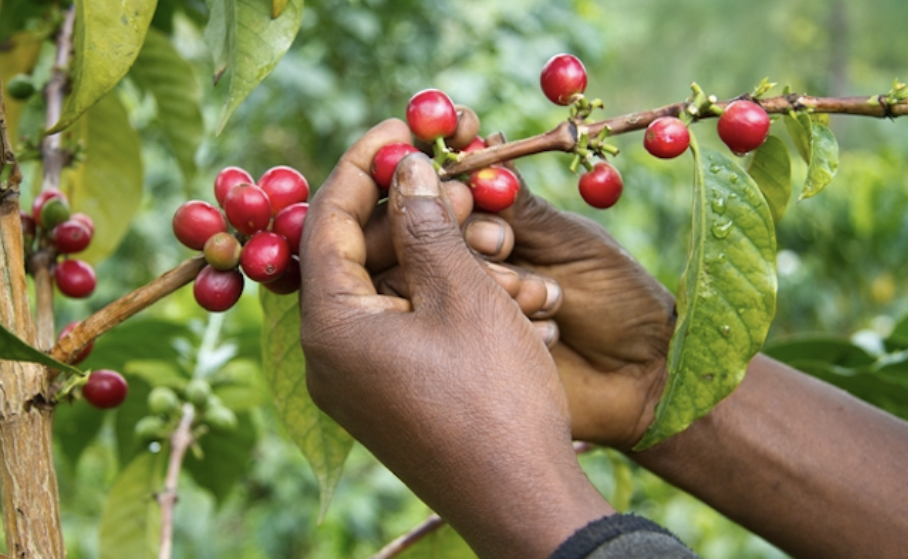 Hands harvesting ripe red coffee cherries from a coffee tree